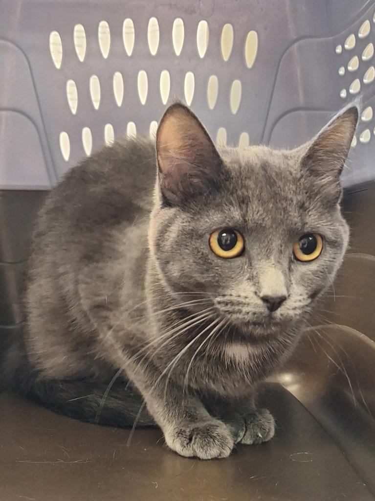 Peggy, Adoptable, Young Female Domestic Short Hair.