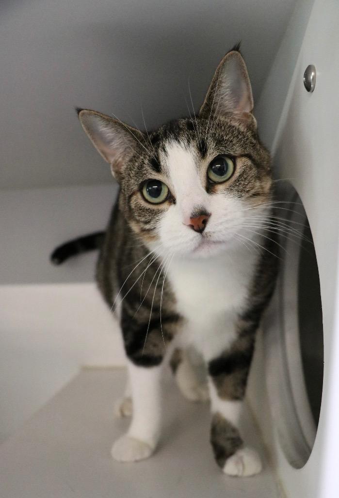 Bella Swan, Adoptable, Adult Female Domestic Short Hair.