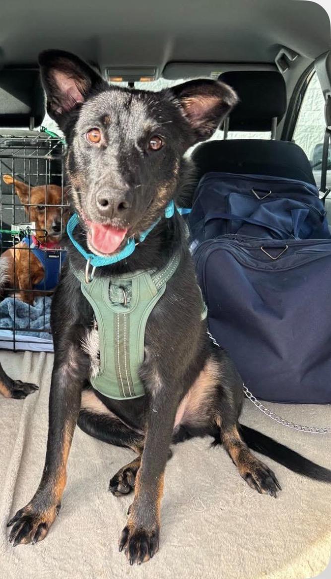 Moe, ADOPTABLE, Young Male Cattle Dog.