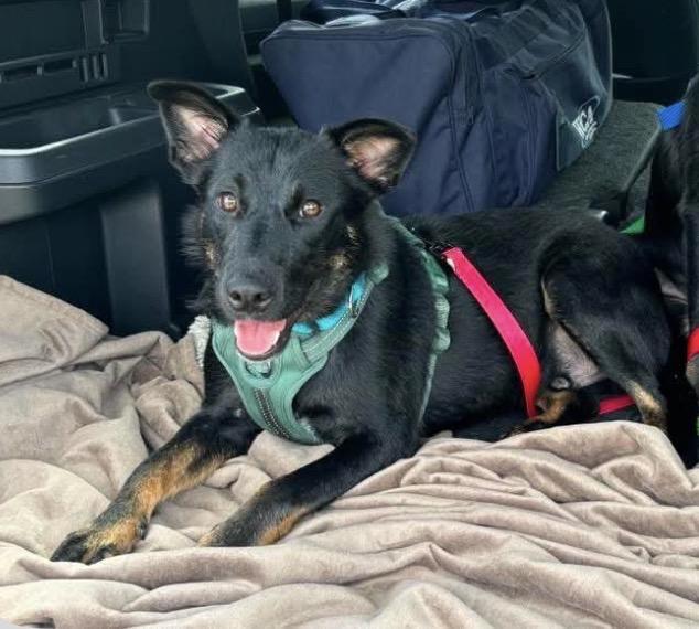 Moe, a ADOPTABLE mixed breed in richmond, ME image 3/4