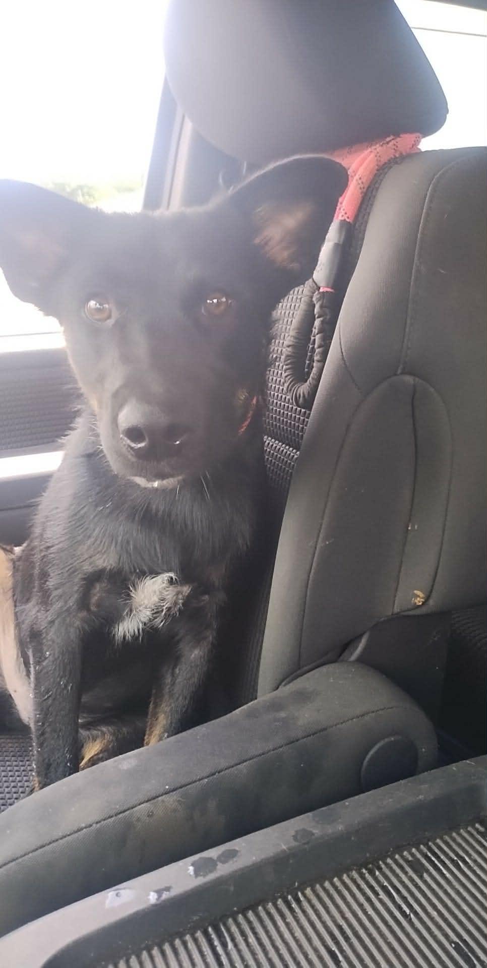 Moe, a ADOPTABLE mixed breed in richmond, ME image 2/4