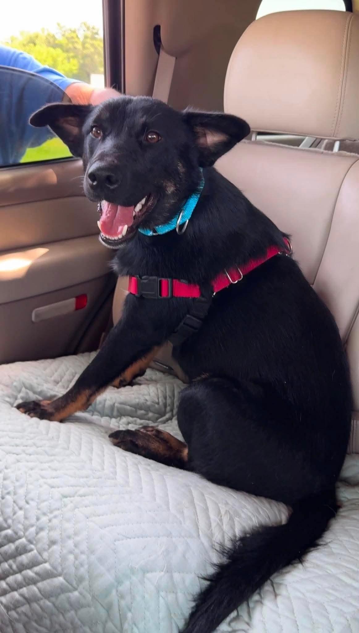 Moe, a ADOPTABLE mixed breed in richmond, ME image 4/4