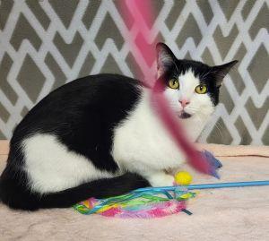 Messi, a ADOPTABLE Domestic Short Hair in Bucyrus, OH image 2/3