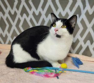 Messi, ADOPTABLE, Adult Male Domestic Short Hair.
