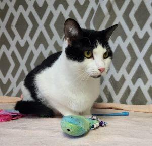 Messi, a ADOPTABLE Domestic Short Hair in Bucyrus, OH image 3/3