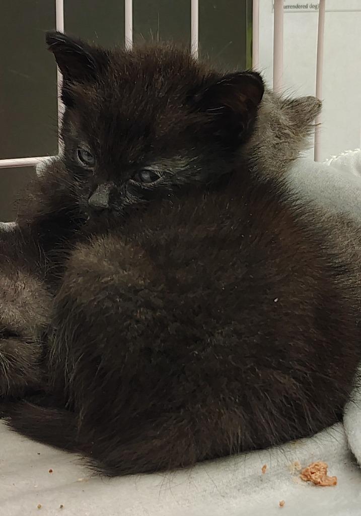Ranger, Adoptable, Kitten Male Domestic Short Hair.