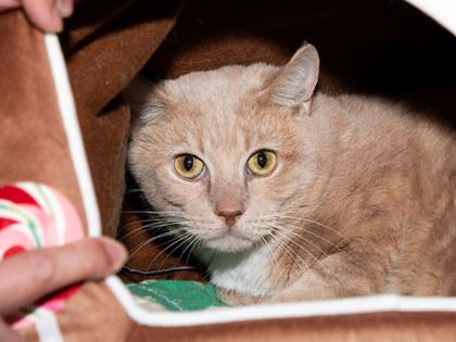 Enlarge Wallen, a Adoptable mixed breed in Longmont, CO image 1/2