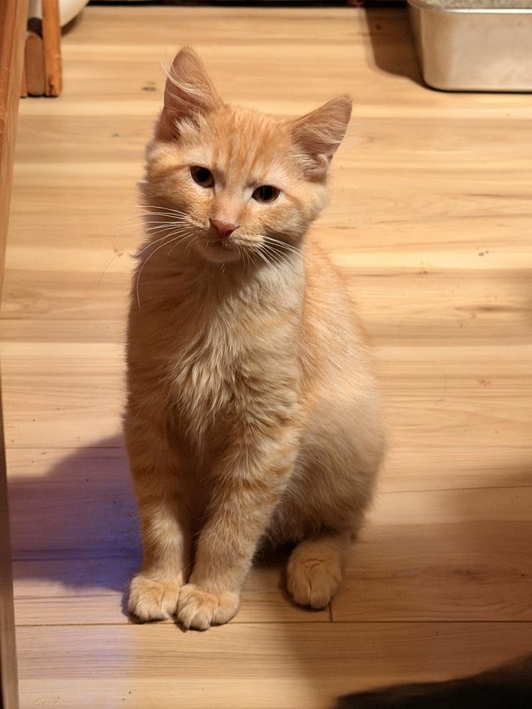 Tumeric (26-211 C), Adoptable, Kitten Male Domestic Long Hair.