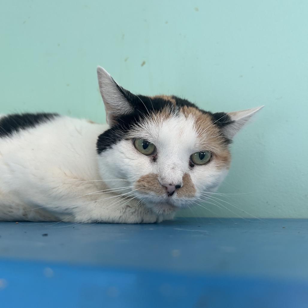 Rosalee, Adoptable, Adult Female Domestic Short Hair.