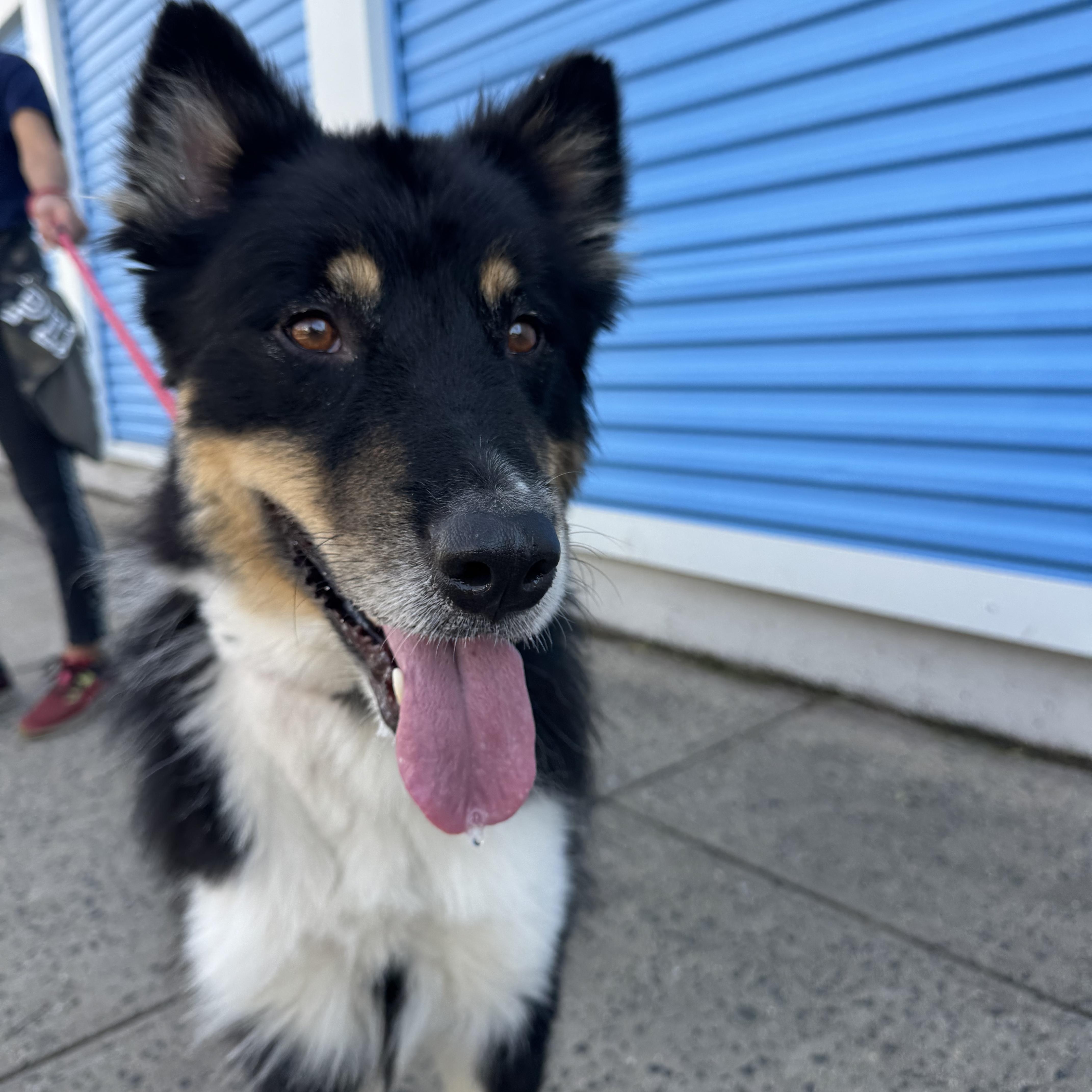 Enlarge Kooper, a Adoptable mixed breed in Woodbury, NJ image 2/6
