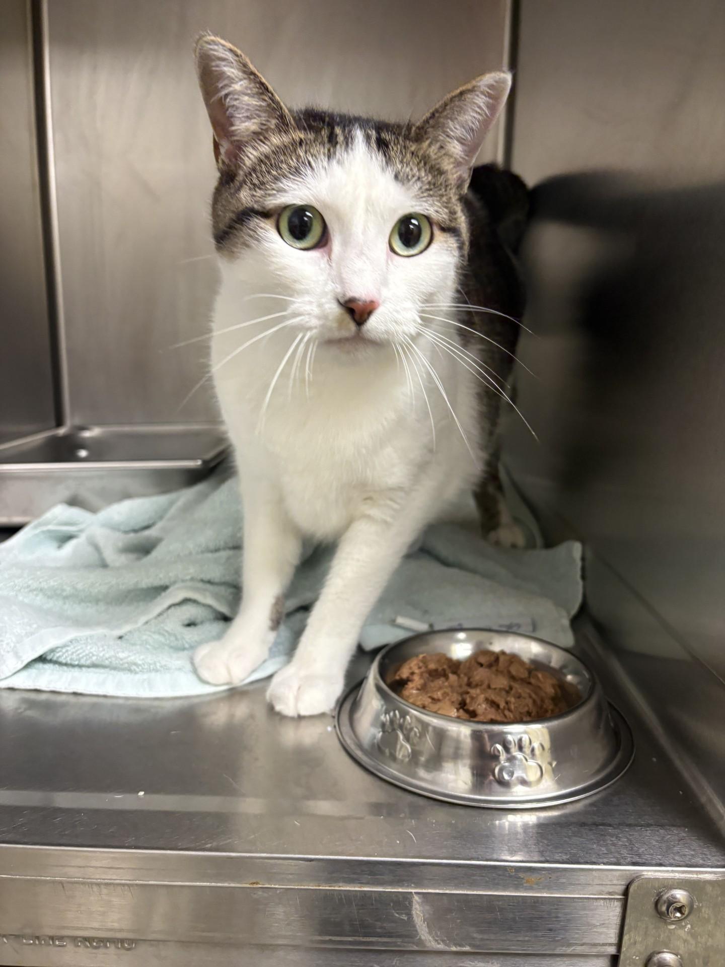 26-0596 "Clue", Adoptable, Adult Female Domestic Short Hair.