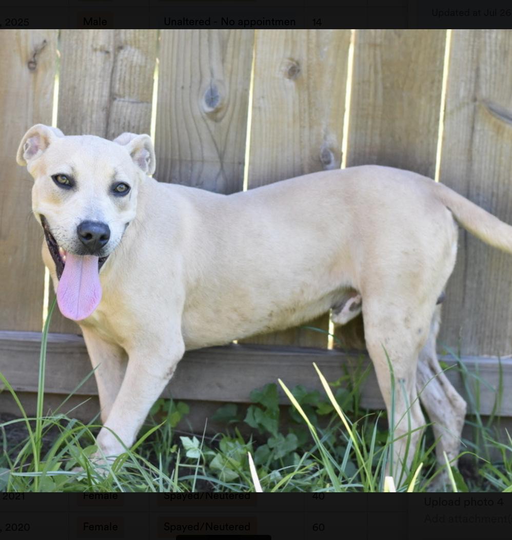 Harley, a Adoptable mixed breed in Rochester, NY image 3/5