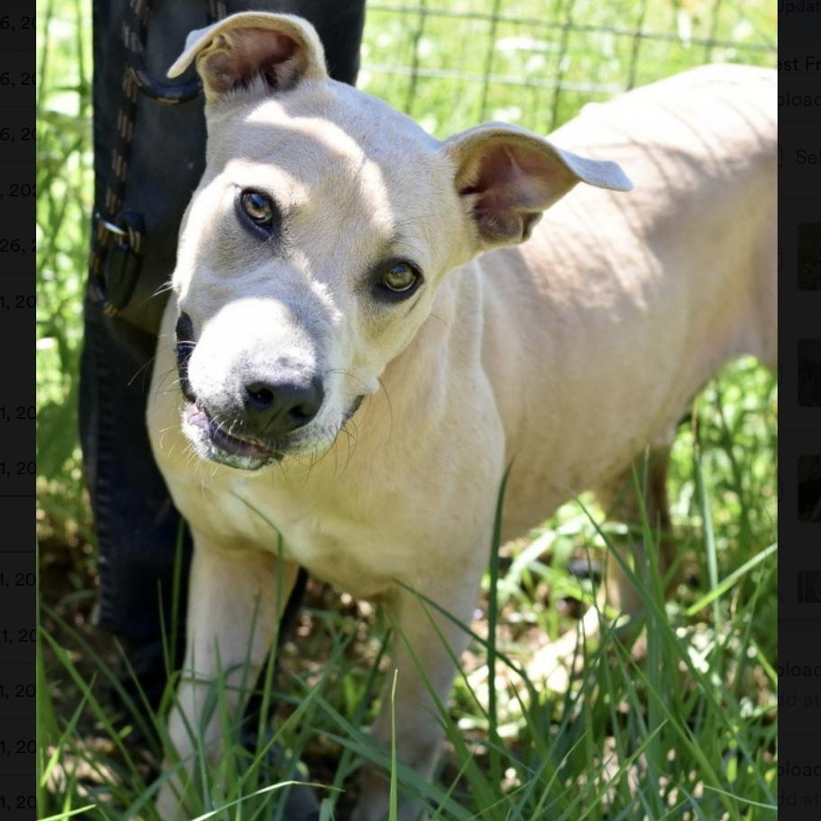 Harley, a Adoptable mixed breed in Rochester, NY image 5/5
