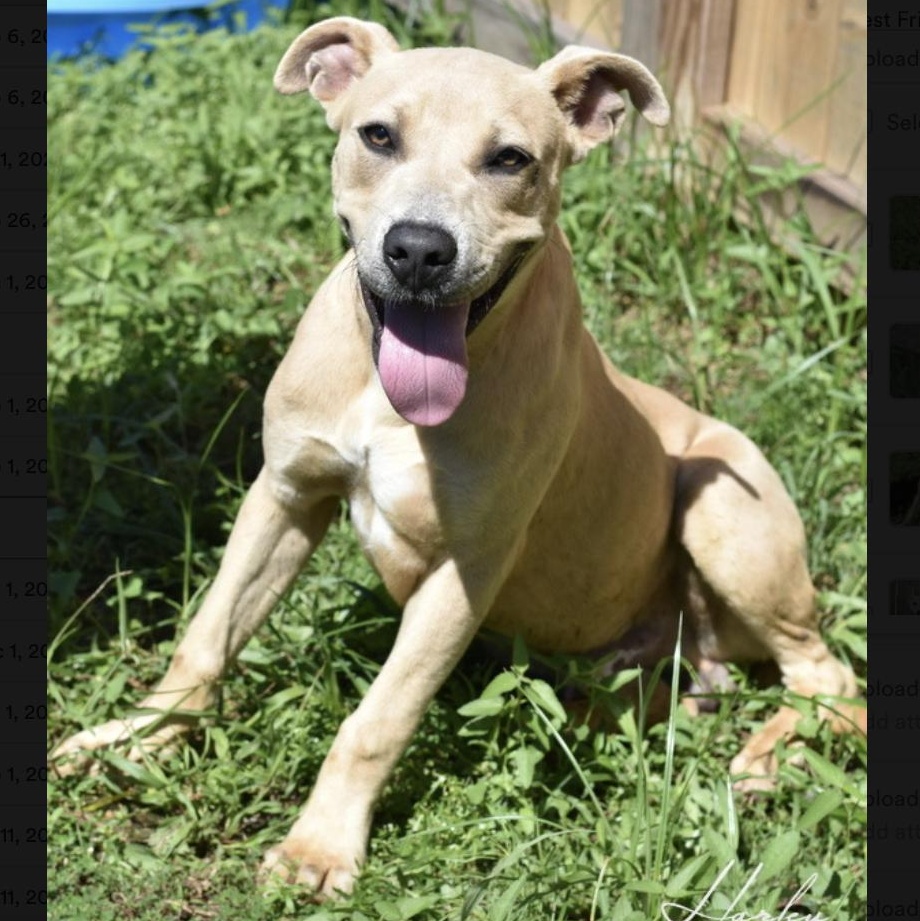 Harley, a Adoptable mixed breed in Rochester, NY image 2/5