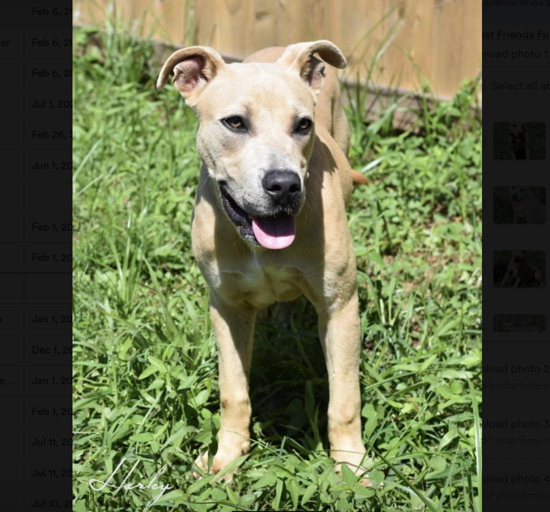 Harley, a Adoptable mixed breed in Rochester, NY image 4/5