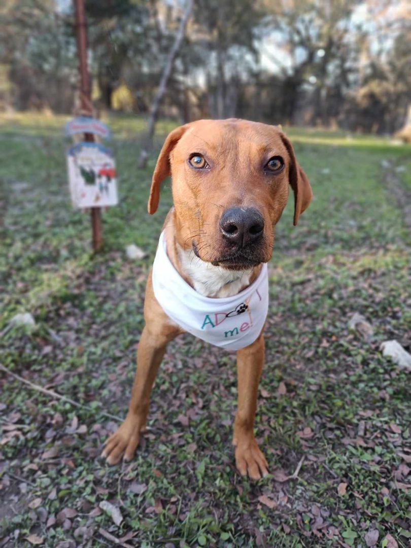 Enlarge TomTom, a Adoptable Australian Cattle Dog / Blue Heeler in Kempner, TX image 2/6