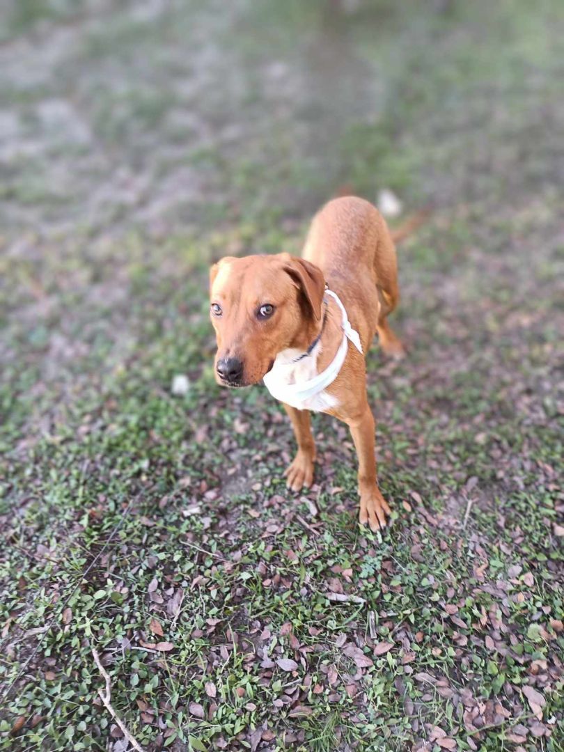 Enlarge TomTom, a Adoptable Australian Cattle Dog / Blue Heeler in Kempner, TX image 3/6