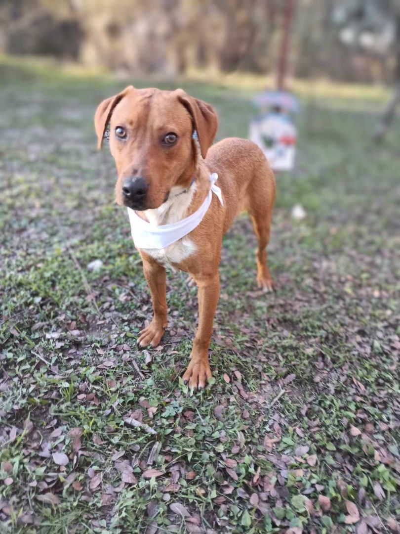 Enlarge TomTom, a Adoptable Australian Cattle Dog / Blue Heeler in Kempner, TX image 5/6