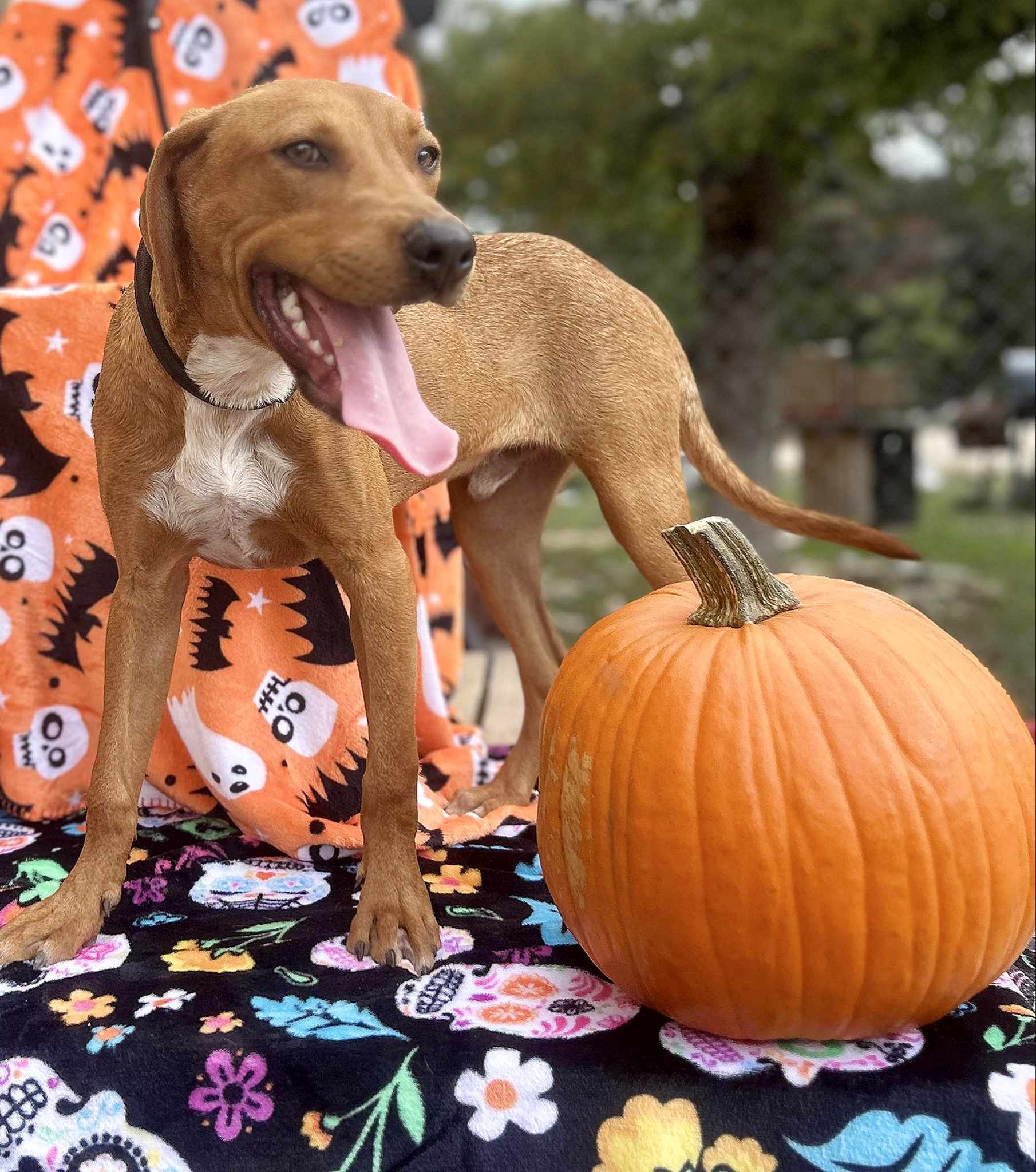 Enlarge TomTom, a Adoptable Australian Cattle Dog / Blue Heeler in Kempner, TX image 6/6