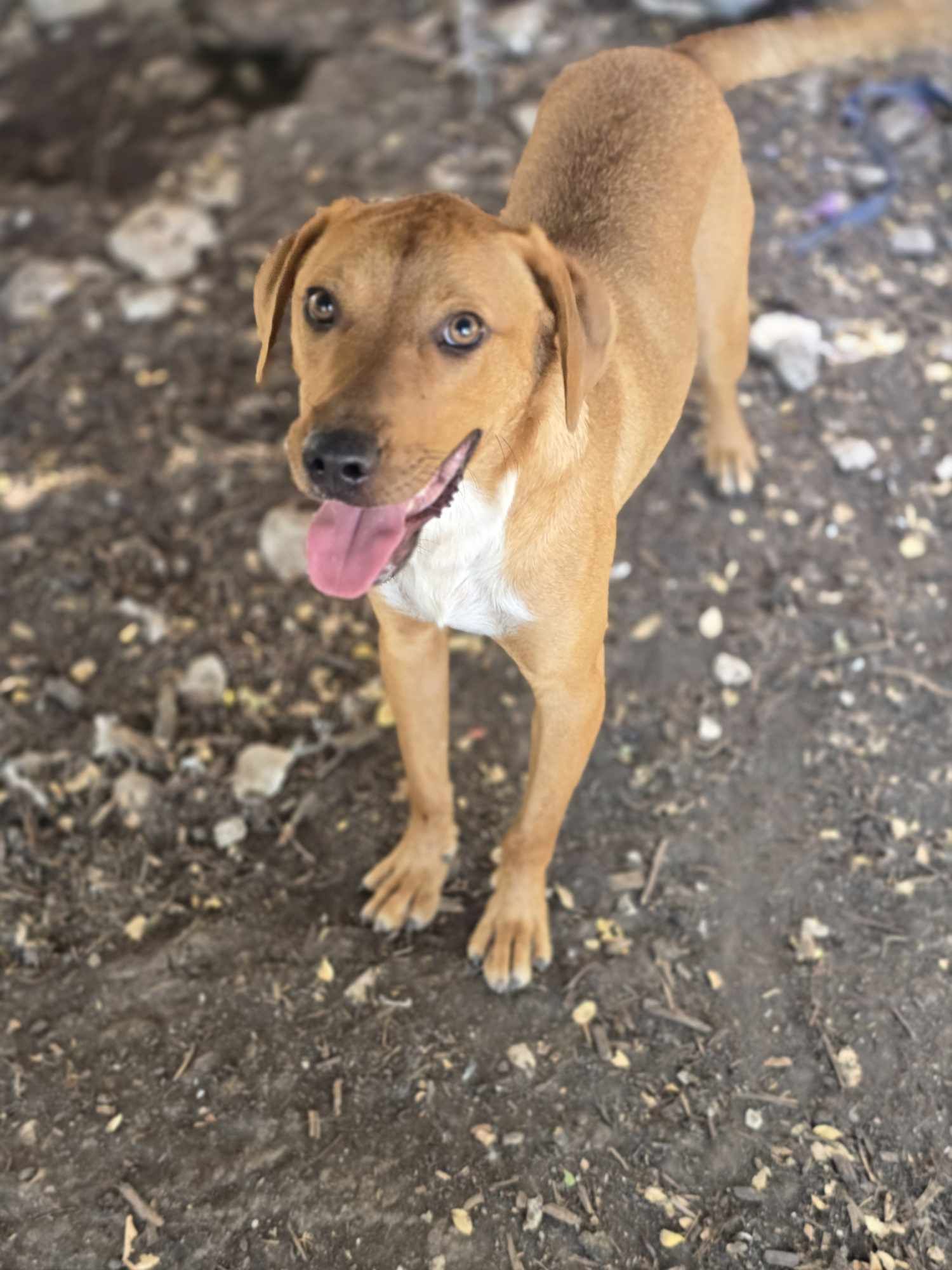 TomTom, Adoptable, Young Male Australian Cattle Dog / Blue Heeler.