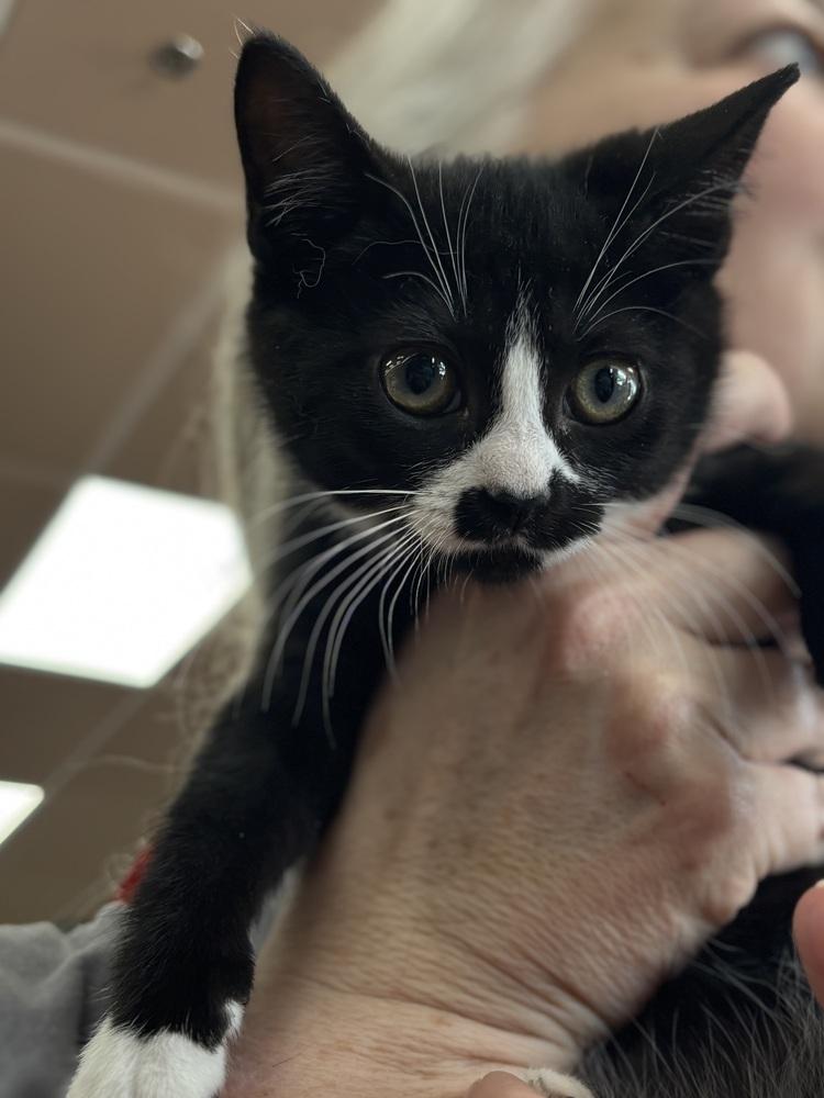 Tootles and Tiger Lily, Adoptable, Kitten Female Domestic Short Hair.
