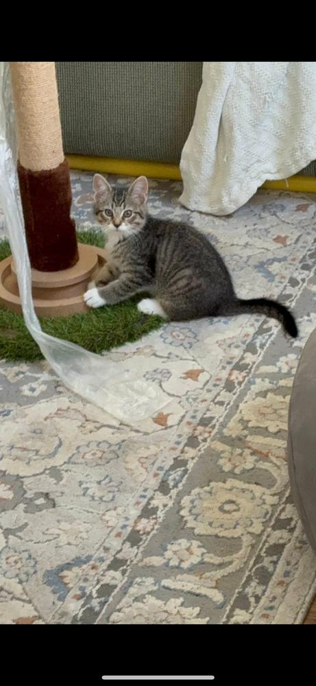 Enlarge Tootles and Tiger Lily, a Adoptable Domestic Short Hair in Westwood, NJ image 3/6