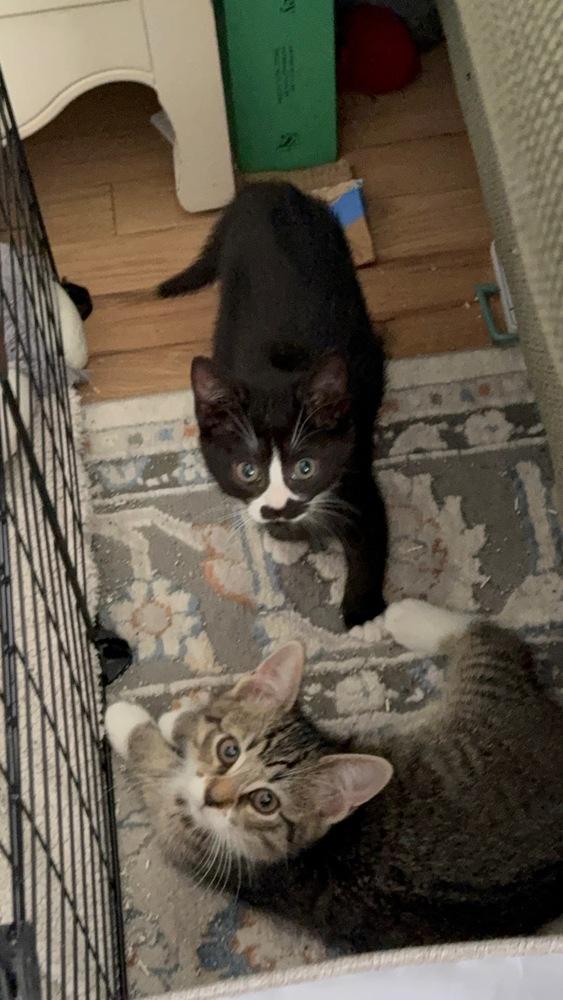 Tootles and Tiger Lily, Adoptable, Kitten Female Domestic Short Hair.