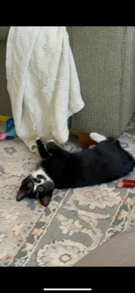 Enlarge Tootles and Tiger Lily, a Adoptable Domestic Short Hair in Westwood, NJ image 5/6