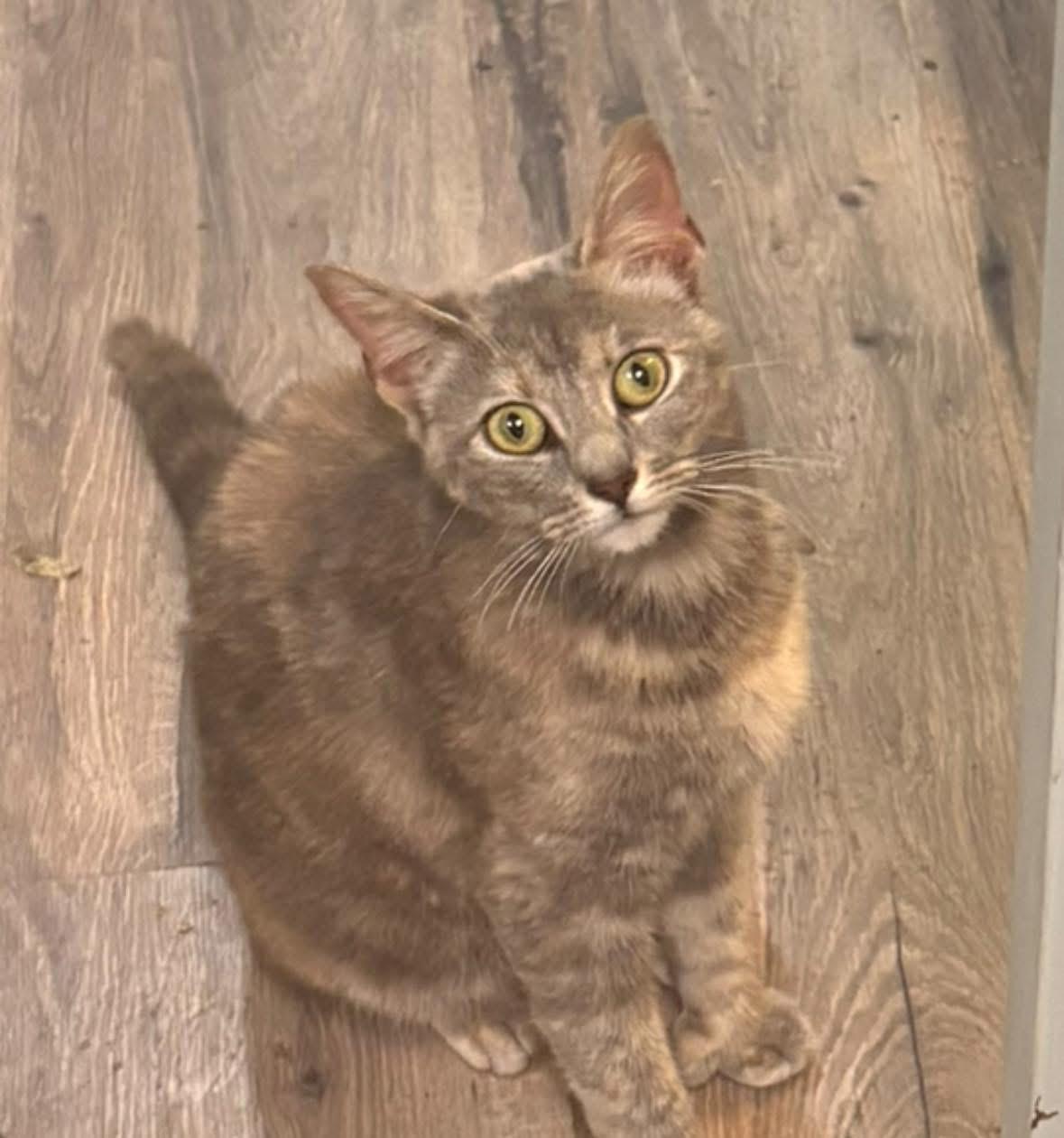 Enlarge Mittens, a ADOPTABLE mixed breed in Woodbury, NJ image 1/1