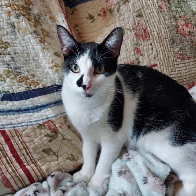 Mombasa, Adult Male Domestic Short Hair