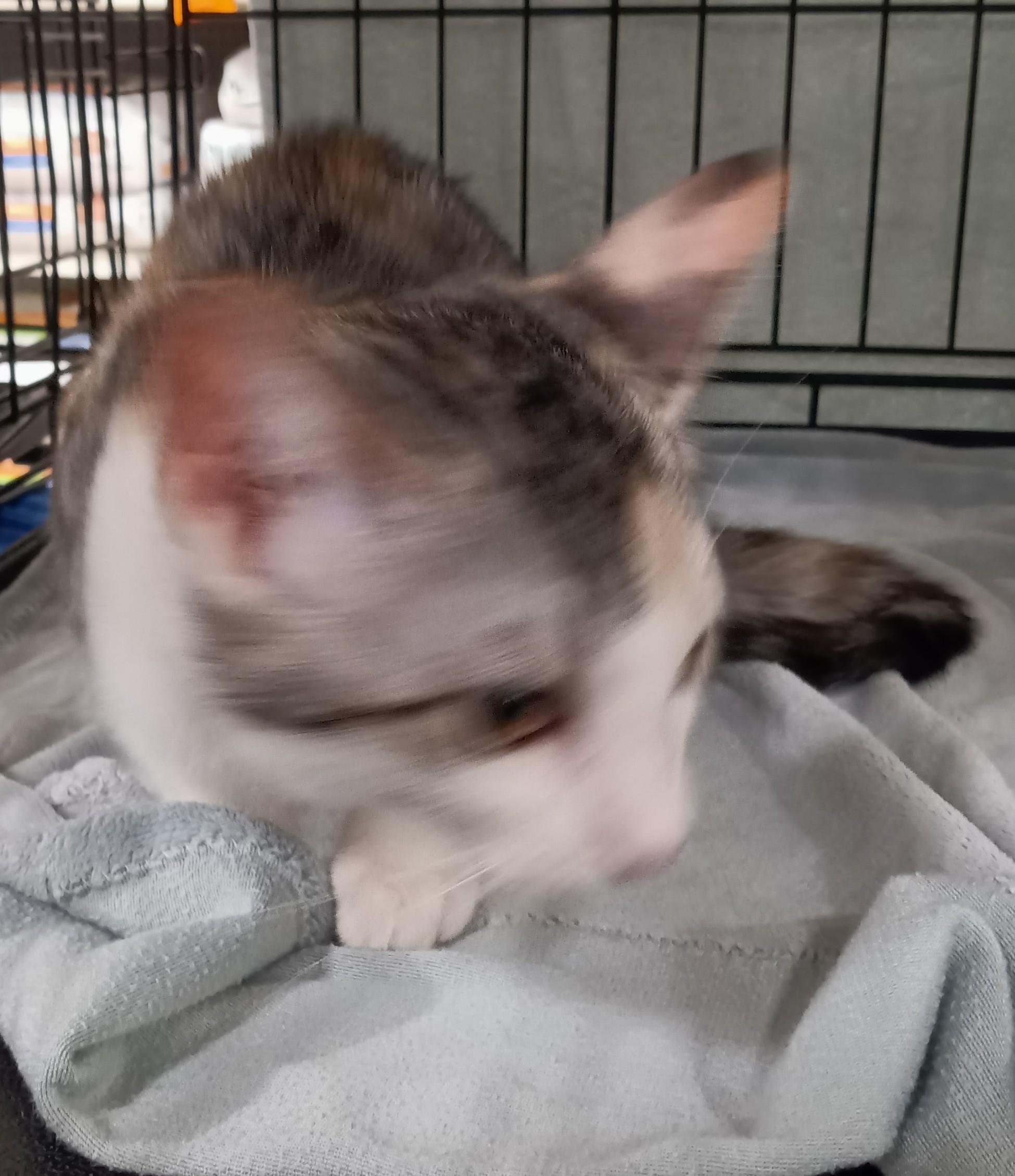 Enlarge Pebble, a Adoptable Domestic Short Hair in Chino, CA image 2/4