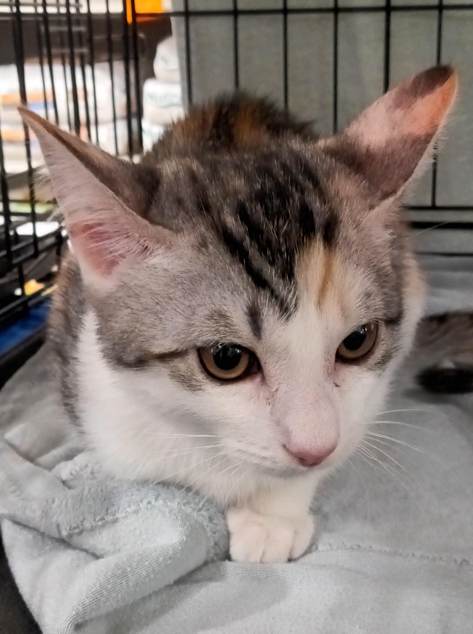 Enlarge Pebble, a Adoptable Domestic Short Hair in Chino, CA image 1/4