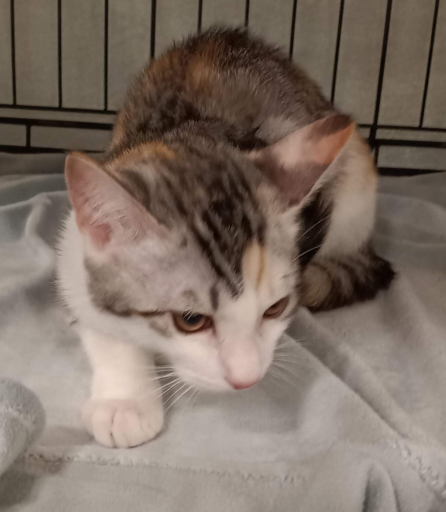 Enlarge Pebble, a Adoptable Domestic Short Hair in Chino, CA image 4/4