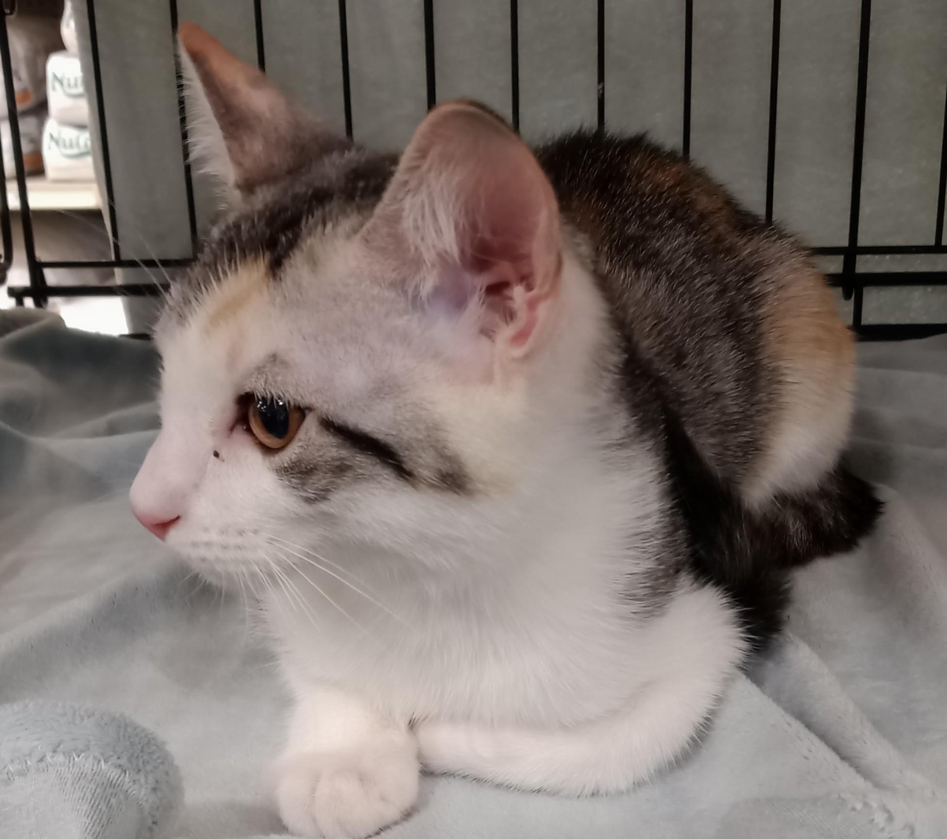 Enlarge Pebble, a Adoptable Domestic Short Hair in Chino, CA image 3/4