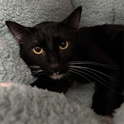 Enlarge Eightball, a Adoptable mixed breed in Bryan, TX image 1/1