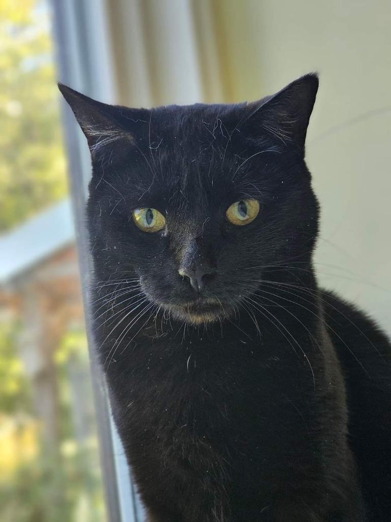 Enlarge Poe, a Adoptable mixed breed in Meriden, CT image 1/3