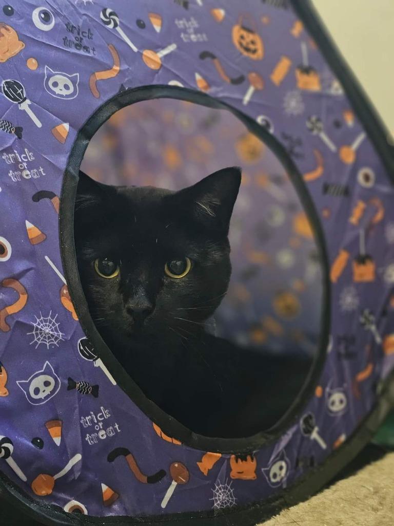 Enlarge Poe, a Adoptable mixed breed in Meriden, CT image 2/3