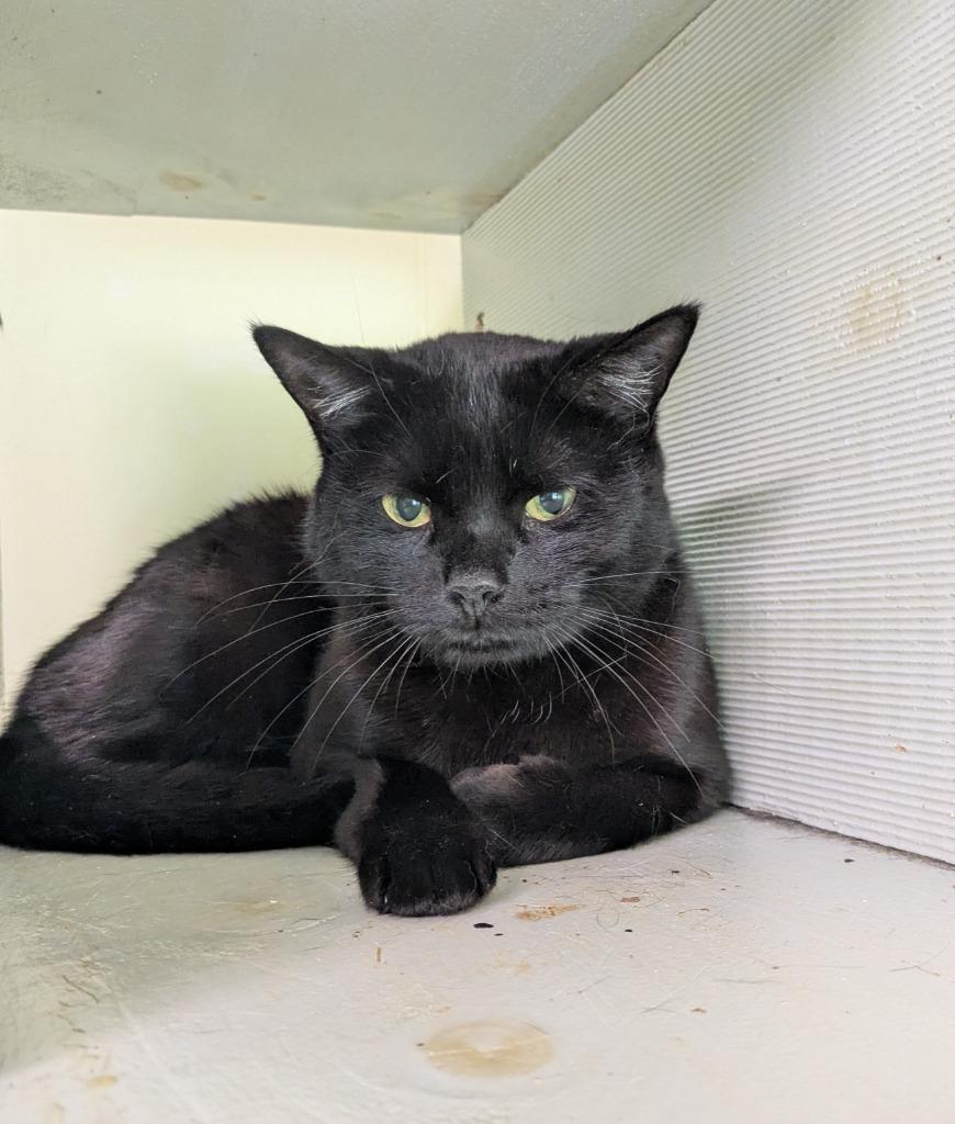 Poe, Adoptable, Adult Female Domestic Short Hair.