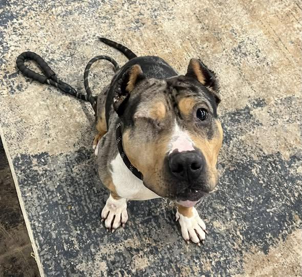 Enlarge Mr. Boogie, a ADOPTABLE American Bully in Derby, NY image 1/4