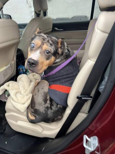 Enlarge Mr. Boogie, a ADOPTABLE American Bully in Derby, NY image 3/4