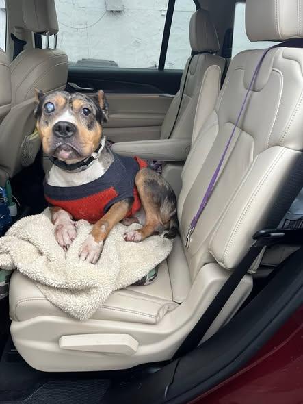 Enlarge Mr. Boogie, a ADOPTABLE American Bully in Derby, NY image 4/4