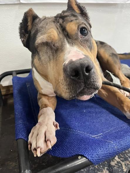 Enlarge Mr. Boogie, a ADOPTABLE American Bully in Derby, NY image 2/4