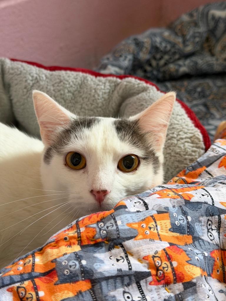 Lily, Adoptable, Young Female Domestic Short Hair.