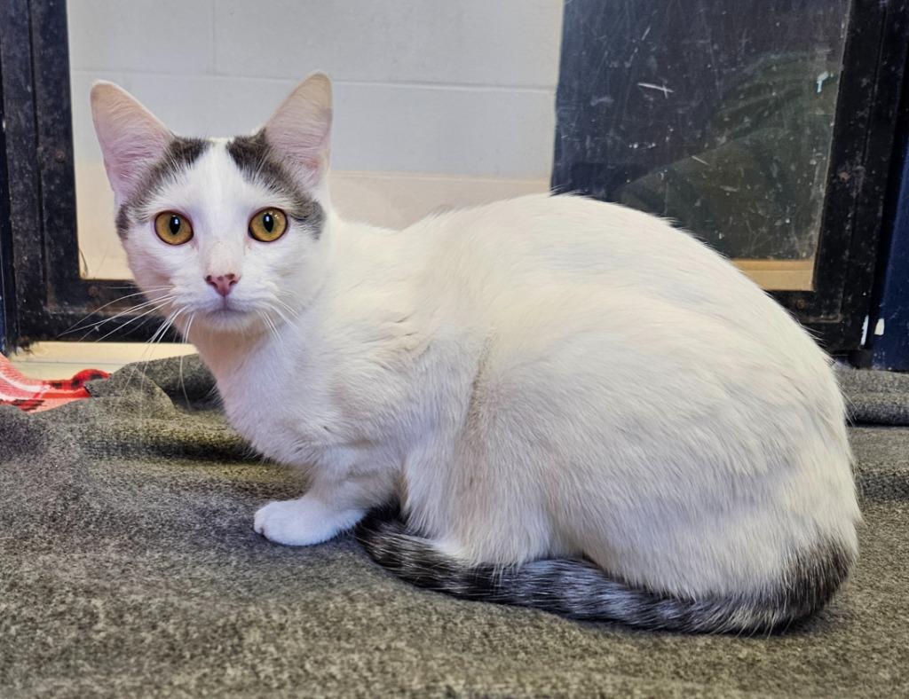 Lily, a Adoptable mixed breed in Sherwood, AR image 2/4