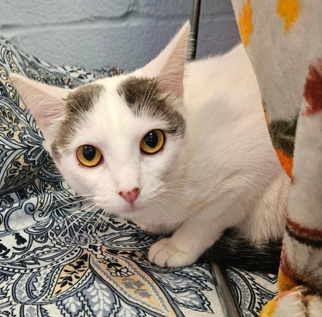 Lily, a Adoptable mixed breed in Sherwood, AR image 3/4