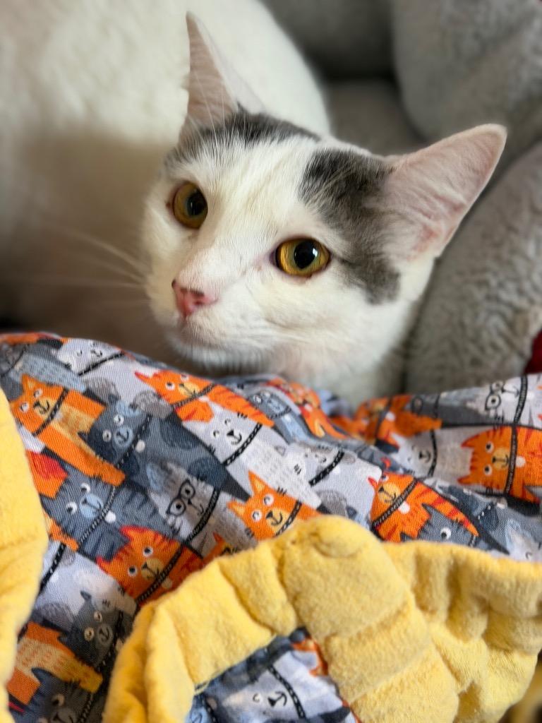 Lily, a Adoptable mixed breed in Sherwood, AR image 4/4