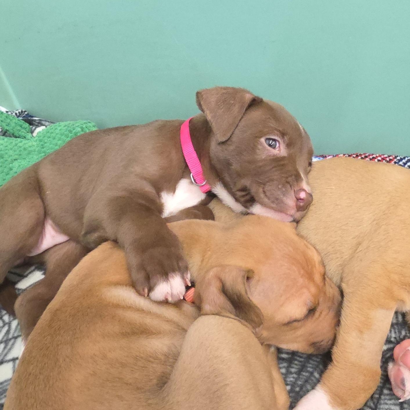 Enlarge Chicago , an adopted Mixed Breed in Wayne, NJ image 3/6