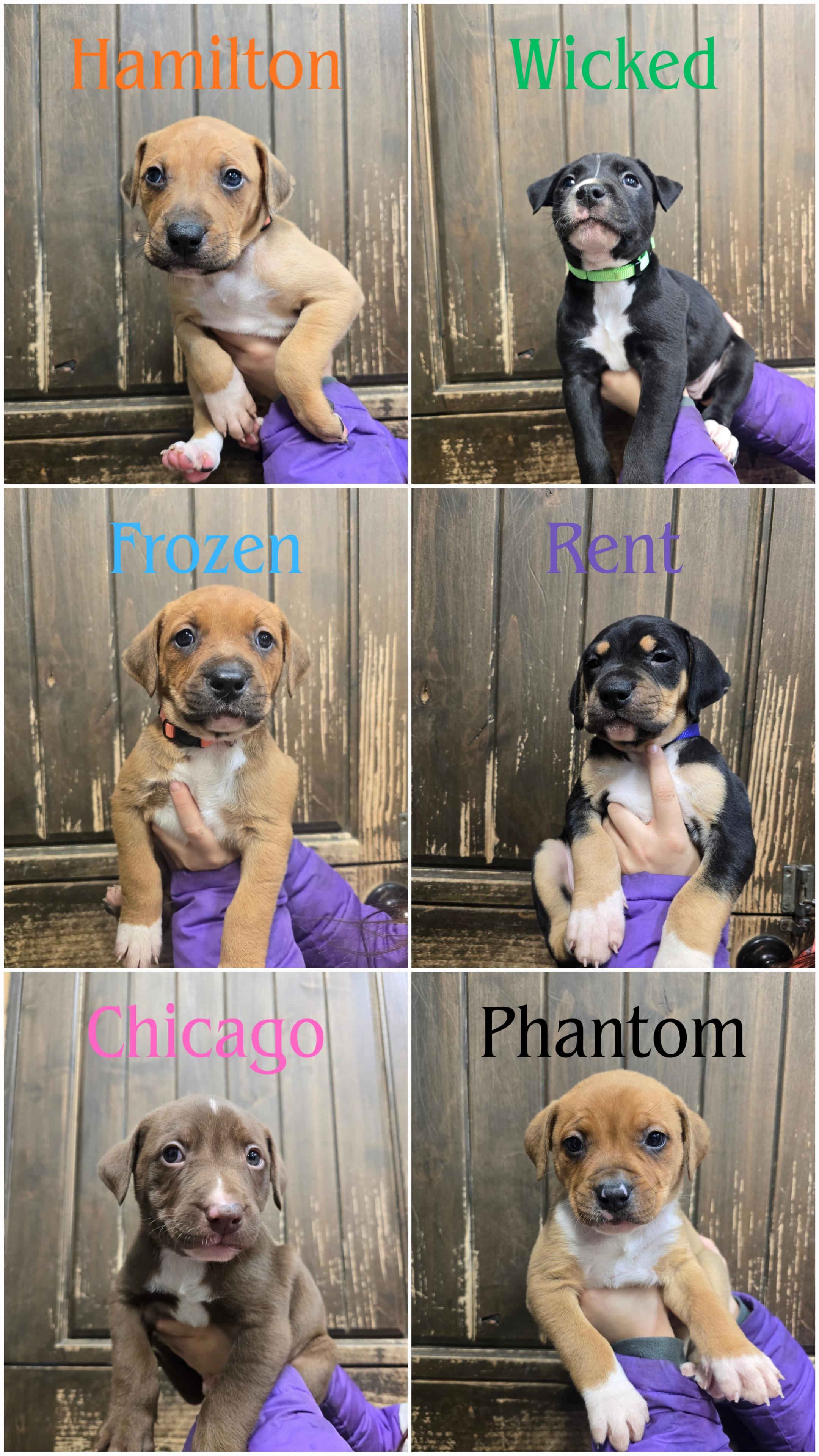 Enlarge Chicago , an adopted Mixed Breed in Wayne, NJ image 6/6