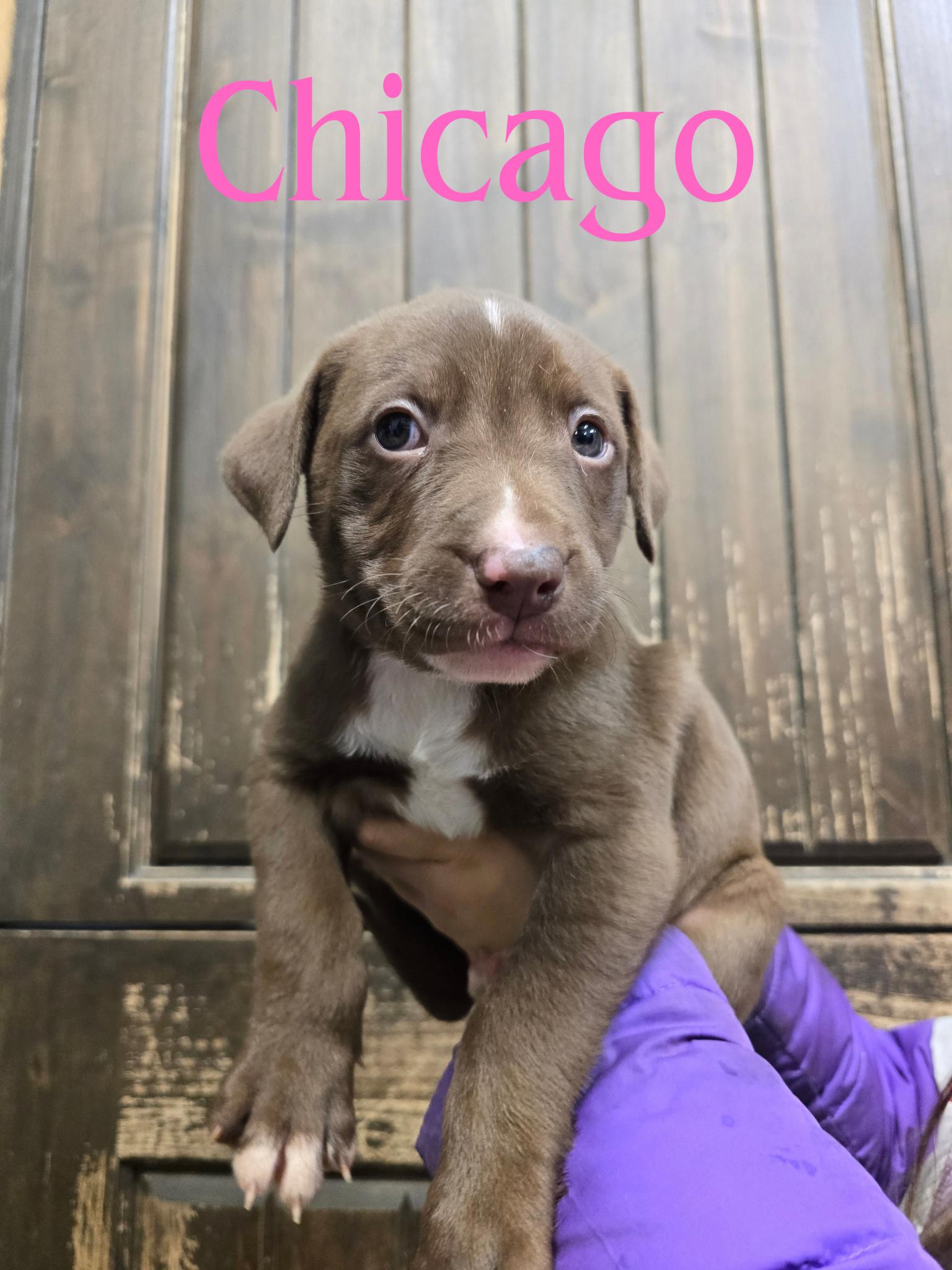 Enlarge Chicago , an adopted Mixed Breed in Wayne, NJ image 1/6