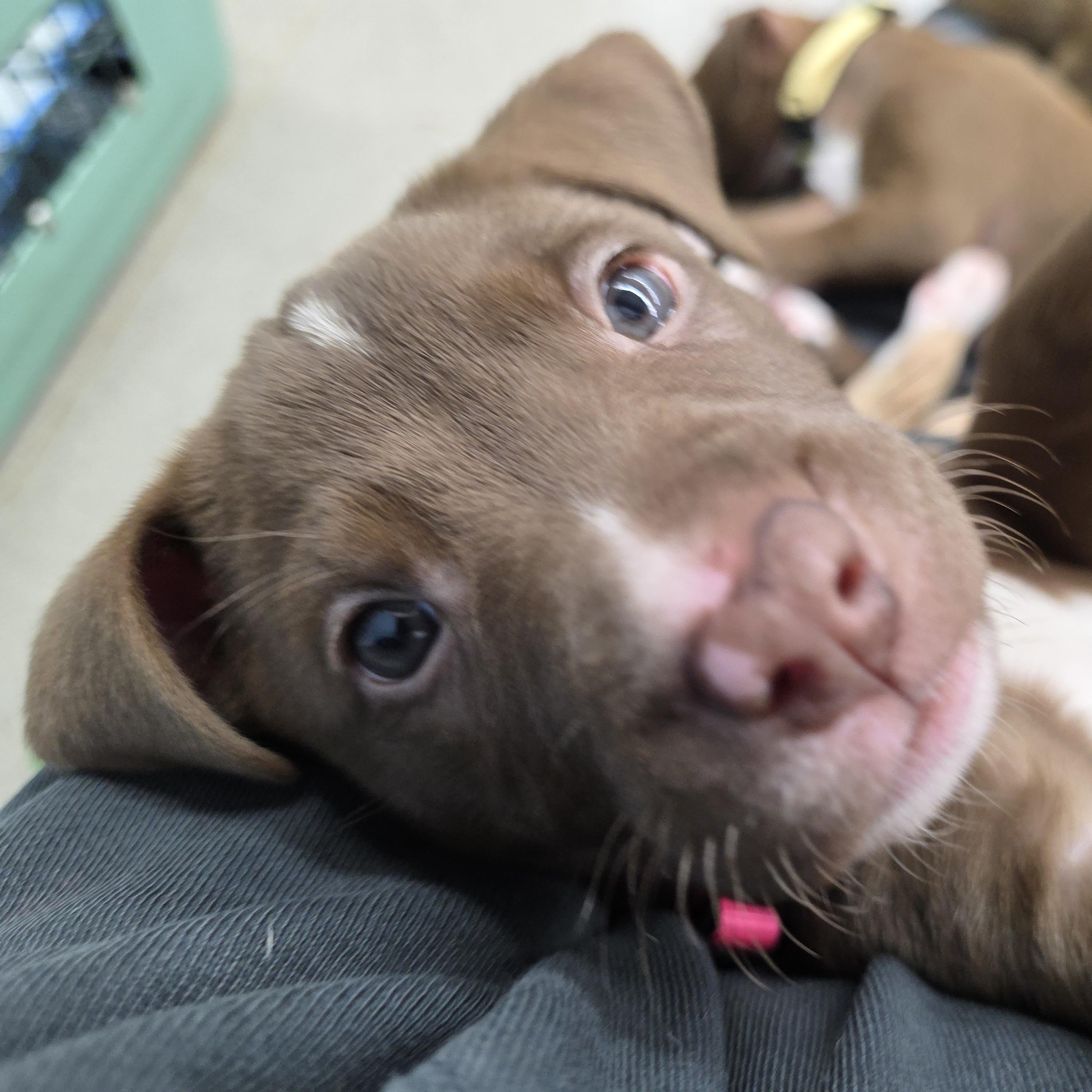 Enlarge Chicago , an adopted Mixed Breed in Wayne, NJ image 2/6